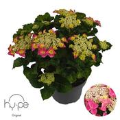 Hydrangea macrophylla 'Teller Pink' (3L pot) image