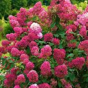 Hydrangea paniculata 'Wims Red' (7.5L pot) image