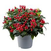 Hypericum and. 'Pocket Gems Red' (2L pot) image