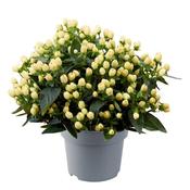Hypericum and. 'Pocket Gems White' (2L pot) image