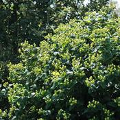 Hypericum inodorum 'Magical Green Revival' ® (2.3L pot)