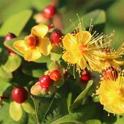 Hypericum inodorum 'Magical Lightning' ® (2.3L pot)