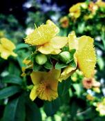 Hypericum 'Blue Velvet' (3.6L pot) image
