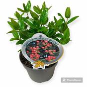 Hypericum 'Miracle® Blossom' (2L pot)