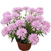 Iberis 'Arielle Pink' (3L pot) image