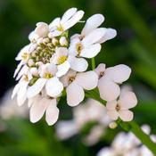 Iberis sempervirens 'Appen Etz' (2L pot)