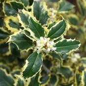 Ilex 'Argentea Marginata' (3.5L pot) image