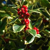 Ilex 'Golden King' (20L pot)