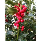 Ilex 'Alaska' (2L pot) image