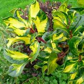 Ilex Aquifolium 'Lawsoniana' (3.5L pot)