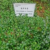 Ilex crenata 'Convexa' (Standard Ball, 10L pot)