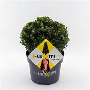Ilex crenata 'Dark Green'® 20cm Ball (3L pot) image