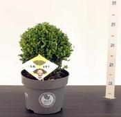 Ilex crenata 'Dark Green'® 25cm Ball (5L pot) image