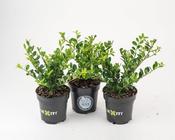 Ilex crenata 'Dark Green' (9cm Pot) image