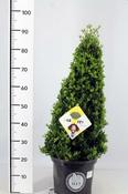 Ilex crenata Dark Green Pyramid (approx. 60cm high) image