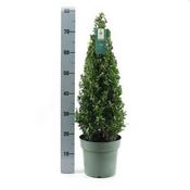 Ilex crenata 'Jenny' pyramid (4L pot) image