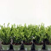 Ilex crenata 'Jenny'® (10.5cm pot) image