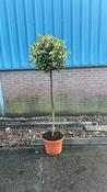 Ilex 'Golden King' Standard (20L pot) image