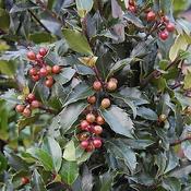 Ilex 'Blue Maid' (3L pot)