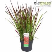 Imperata cylindrica Red Baron (3L pot) image