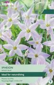 Ipheion Wisley Blue (20 bulbs)
