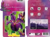 Iris 'Black Gamecock' (9cm pot)
