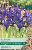 Iris Reticulata Blue Note (10 bulbs)