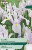 Iris Hollandica Carmen (30 bulbs)