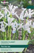 Iris Reticulata Frozen Planet (10 bulbs) image