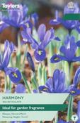 Iris Reticulata Harmony (10 bulbs)
