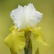 Iris sibirica 'Summer Revels' (3L pot)