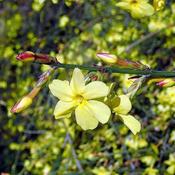 Jasminum nudiflorum (3L pot)