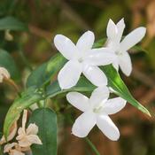 Jasminum officinale (3L pot) image