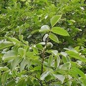 Juglans Regia (10L pot)