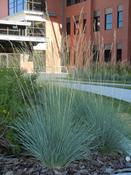 Juncus eff. 'Blue Dart' (2L pot) image