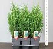 Juniperus chinensis 'Stricta' (2L pot) image