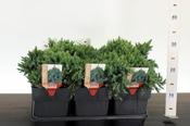 Juniperus squamata 'Blue Star' (2L pot) image