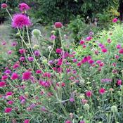 Knautia 'Melton Pastels' (1L pot) image