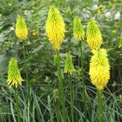 Kniphofia 'Bees Lemon' (2L pot) image
