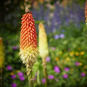 Kniphofia Nobilis (3L pot)