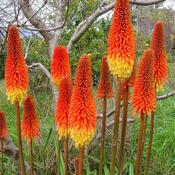 Kniphofia Pyromania 'Rocket's Red Glare' (2L pot) image