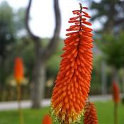 Kniphofia 'Redhot Popsicle' (2L pot) image