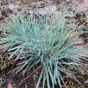 Koeleria glauca 'Coolio' (2L pot)