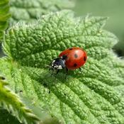 Ladybirds - 100 live Adalia bipunctata larvae