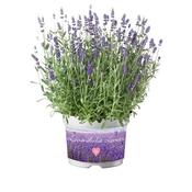 Lavandula angustafolia 'Ardeche Blue' (1L pot) image