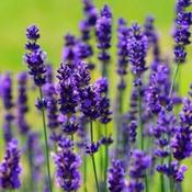 Lavandula angustafolia 'Hidcote' (1L pot)
