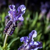 Lavandula 'Blue Star' (7.5L pot) image
