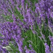 Lavandula x intermedia 'Phenomenal' (2L pot)