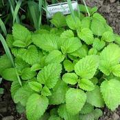 Balm Lemon (9cm pot)