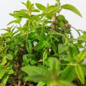 Lemon Verbena (9cm pot) image
